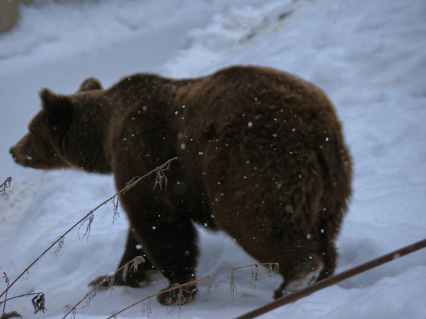 Η καφέ αρκούδα περπατώντας στο χιόνι στο δάσος το χειμώνα - Φωτογραφία, εικόνα