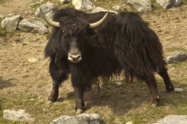 Lo yak domestico (Bos grunniens
). - Foto, immagini