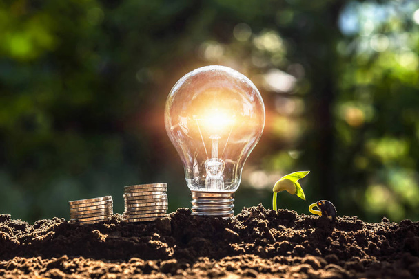energy concept. eco power. lightbulb with money and young plant  - Zdjęcie, obraz