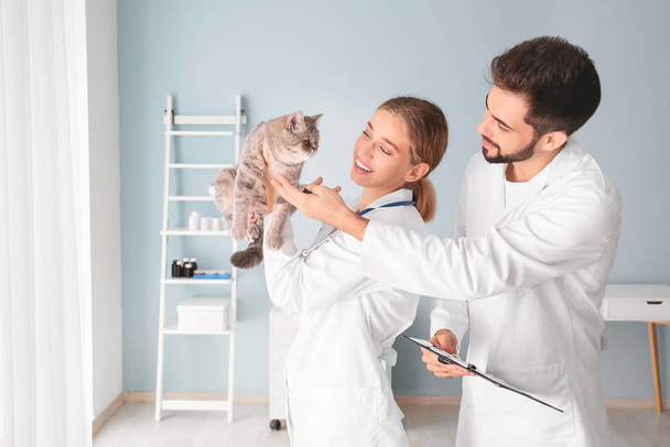 Veterinarians with cute cat in clinic - Foto, Imagen