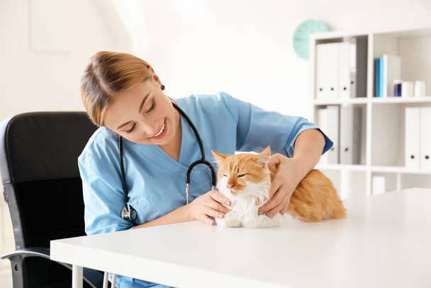 Veterinário feminino examinando gato bonito na clínica
 - Foto, Imagem