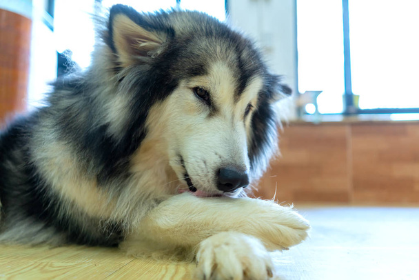 Alaska Portrait de chien malamute en animal domestique. Ils sont très sympathiques et bon excessivement devrait choisir comme animaux domestiques dans votre maison à proximité des enfants - Photo, image