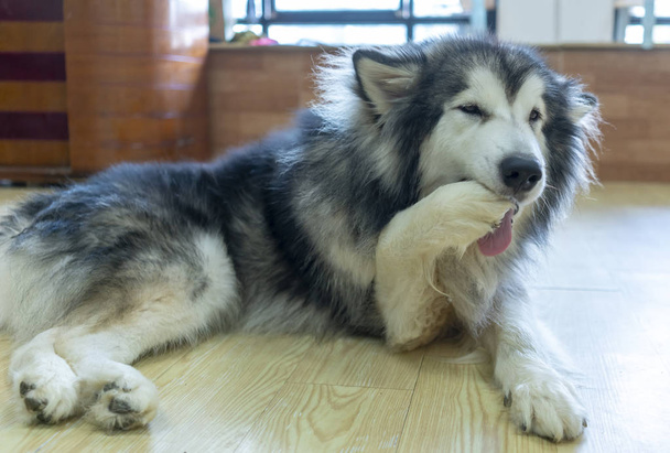 Портрет собаки Аляски Маламут в домашнем питомце. Они очень дружелюбны и хороши, поэтому их лучше выбирать в качестве домашних питомцев, чтобы они были ближе к детям - Фото, изображение