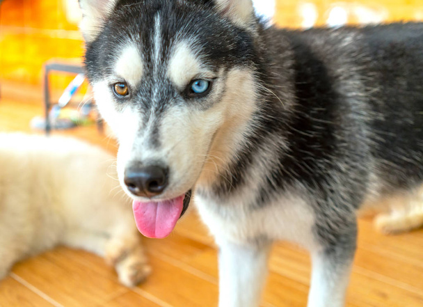 Husky siberiano con ojos hipnotizantes en mascota domesticada. Tienen apariencia elegante, amor a la libertad y deseo de independencia, tienen el instinto de cazar y proteger a las personas
 - Foto, Imagen