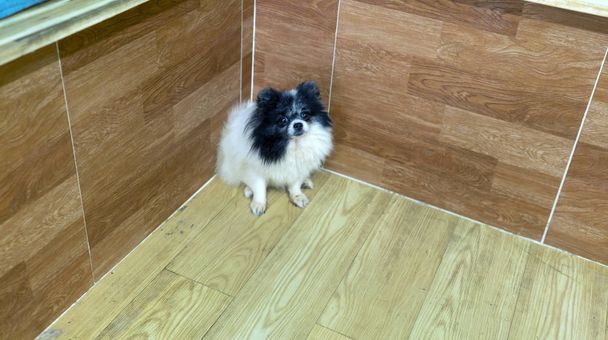 Πορτραίτο σκύλου Πομεράνιαν σε οικόσιτο κατοικίδιο. Είναι πολύ φιλικό και καλό υπερβολικά θα πρέπει να επιλέξετε ως κατοικίδια ζώα στο σπίτι σας για να κοντά στα παιδιά - Φωτογραφία, εικόνα