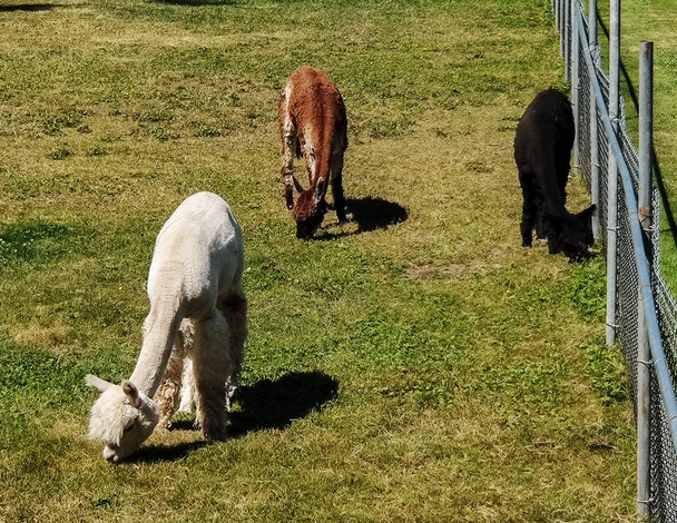 White, black and red shaved Huacaya Alpacas grazing on the green grass with a fence in summertime - Photo, Image