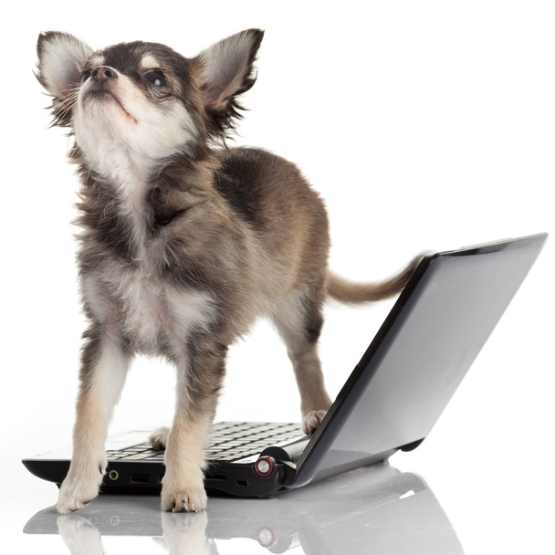 Portrait of a cute chihuahua dog in front of a laptop on white b - Zdjęcie, obraz