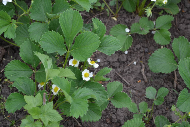 Sluníčko. Domácí rostlina. Bílé jahodové květiny. Fragaria viridis, Fragaria ananassa - Fotografie, Obrázek