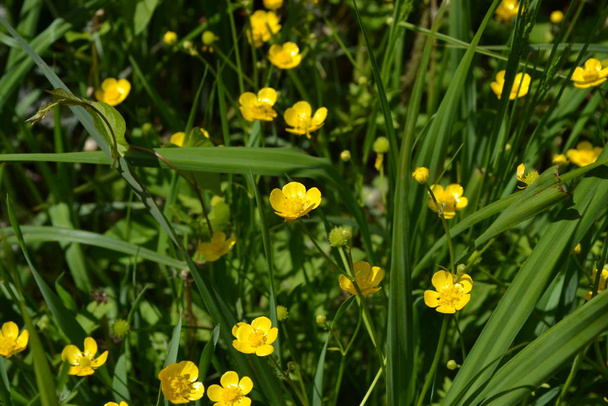 Żółte kwiaty. Rannculus acris. Pole, roślina leśna. Łóżko kwiatowe, piękne rośliny. Jaskier caustyczny, typowy rodzaj jaskry - Zdjęcie, obraz