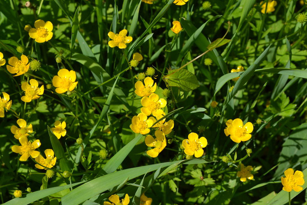 Yellow flowers. Rannculus acris. Field, forest plant. Flower bed, beautiful gentle plants. Sunny. Buttercup caustic, common type of buttercups - Photo, Image