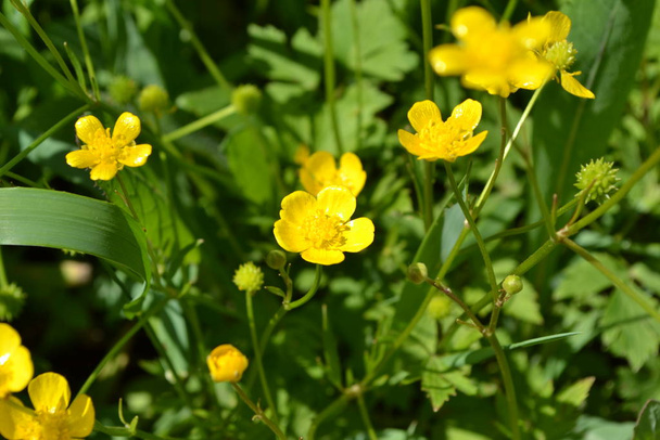 Buttercup caustic, common type of buttercups. Rannculus acris. Field, forest plant. Flower bed, beautiful gentle plants. Yellow flowers - Photo, Image