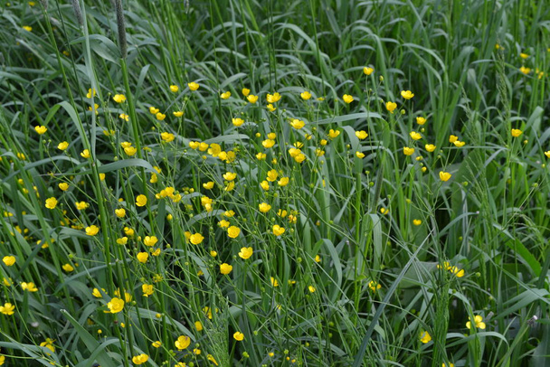 Rannculus acris. Buttercup cáustico, tipo comum de copos de manteiga. Campo, planta da floresta. Cama de flores, plantas doces. Ensolarado. Flores amarelas
 - Foto, Imagem