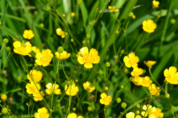 Rannculus acris. Pellolla, metsäkasvissa. Kukkapenkki, kauniit lempeät kasvit. Aurinkoinen kesäpäivä. Keltaisia kukkia, lehtiä. Leinikki on kaustinen, yleinen leinikki lauhkealla ilmastovyöhykkeellä
 - Valokuva, kuva