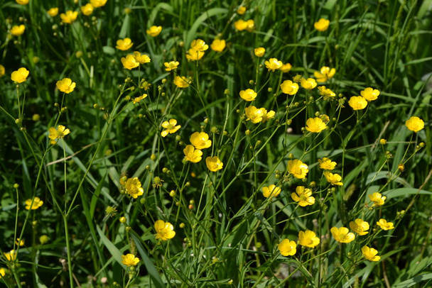 晴れた夏の日。ランキュラス・アクリスフィールド、森林植物。花壇、美しい穏やかな植物。黄色の花、緑の葉。バターカップ原因、バターカップの一般的なタイプ - 写真・画像
