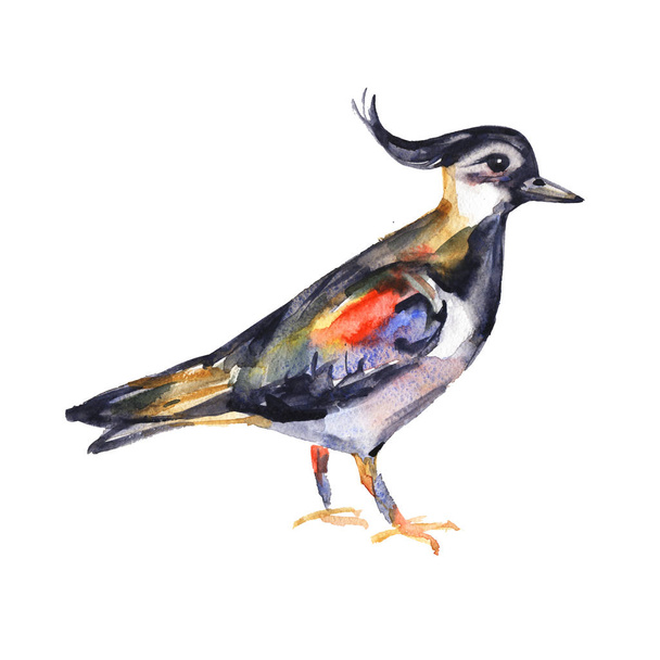 Watercolor hand painted lapwing bird for your creative space ,for books illustration or cards. Colorful image isolated on white background. - Valokuva, kuva