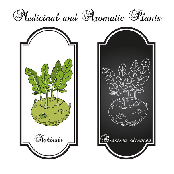 Kohlrabi káposzta Brassica oleracea, ehető és gyógynövény - Vektor, kép