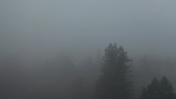 4kアシュランドの濃い霧と暗い霧に囲まれた木々の上の空中スローモーション - 映像、動画