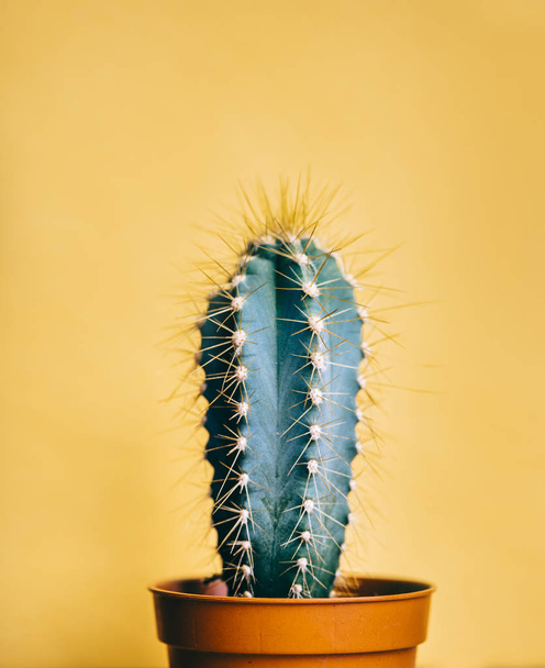 Zelený kaktus ve výzdobě hrnce přes jasně oranžové pastelové pozadí.  - Fotografie, Obrázek
