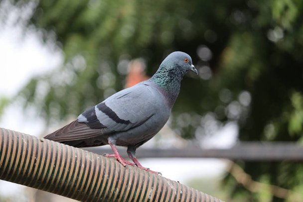 piccione in natura, india
 - Foto, immagini