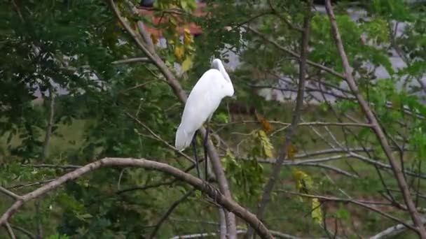 Great Egret (Ardea alba) - Footage, Video