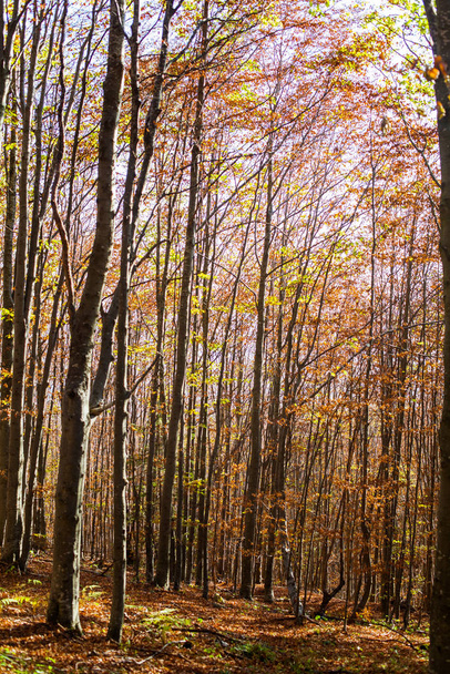 Podzimní les za denního světla  - Fotografie, Obrázek