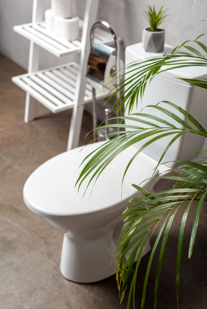 selective focus of palm tree and toilet bowl near rack with toilet paper - Photo, Image
