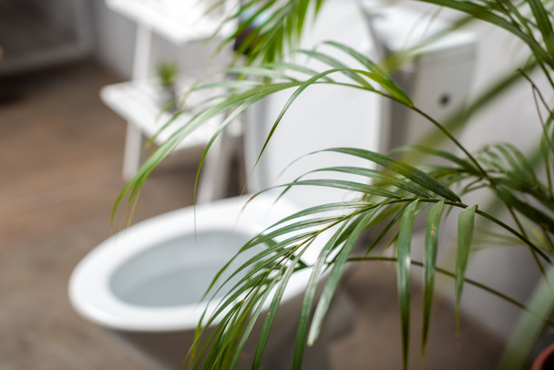 selective focus of palm tree and toilet bowl near rack - Foto, afbeelding