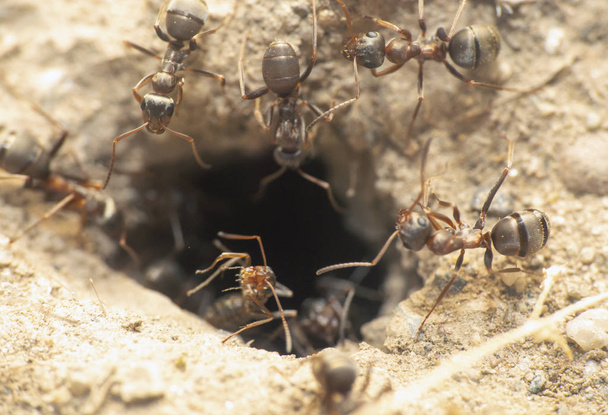 муравьи в норе гнезда
 - Фото, изображение