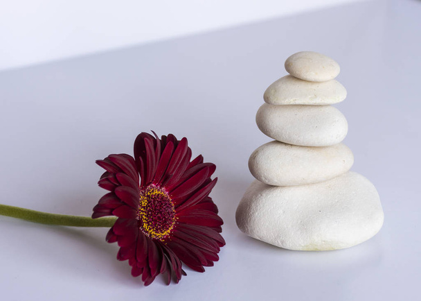 piedras blancas en equilibrio sobre fondo blanco con una margarita gerbera roja, flor,. equilibrio y meditación. Imagen pacífica y relajante
. - Foto, Imagen
