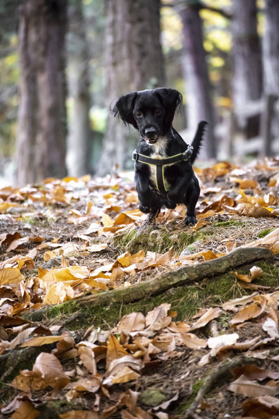 dog jumping on the leaves - Photo, image
