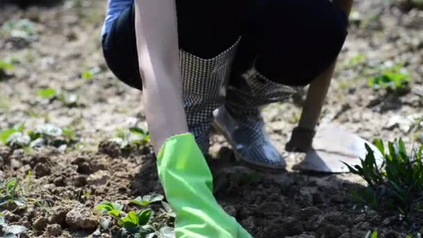 szamóca a kertben - Felvétel, videó
