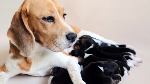 Μητρικό σκυλί σίτιση κουτάβια beagle - Πλάνα, βίντεο