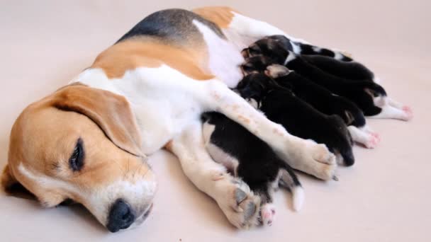 Pies matka karmiący szczenięta beagle - Materiał filmowy, wideo