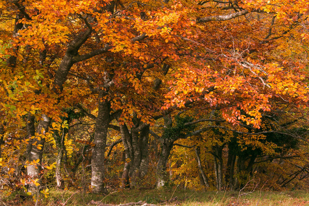 Kauniit syksyn värit Canfaiton luonnonpuistossa, Marche, Italia
 - Valokuva, kuva