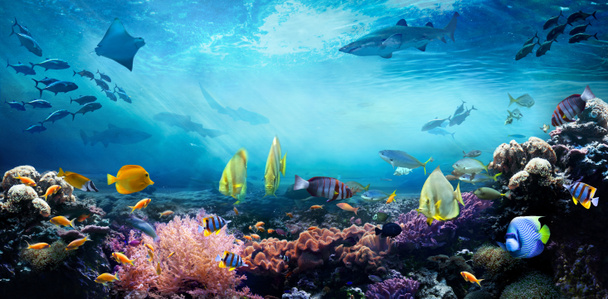 Mundo marino submarino. La vida en un arrecife de coral. Coloridos peces tropicales. Ecosistema
.  - Foto, imagen