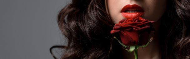 panoramic shot of curly passionate woman holding red rose, isolated on grey - 写真・画像