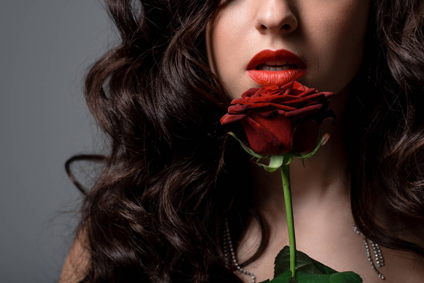 przycięty widok kręcone brunetka dziewczyna gospodarstwa czerwona róża, odizolowany na szary - Zdjęcie, obraz