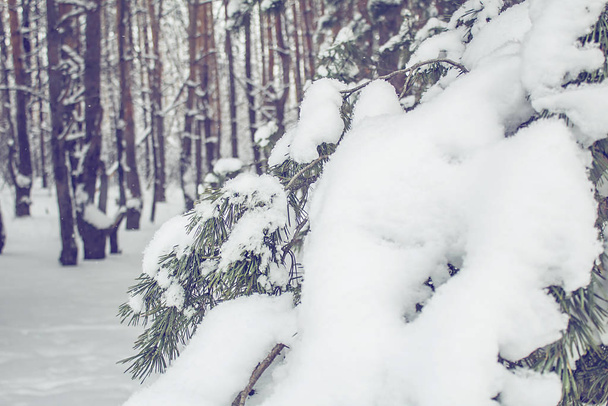 Winter landscape, forest with snow covered fir-trees. - Fotoğraf, Görsel
