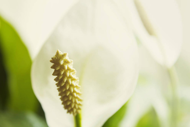 Close up white calla lily flowers with leaves, spring romantic b - Photo, image