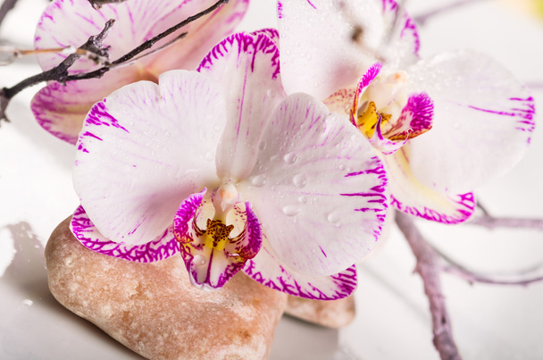 Pink orchid flower - Foto, Imagen