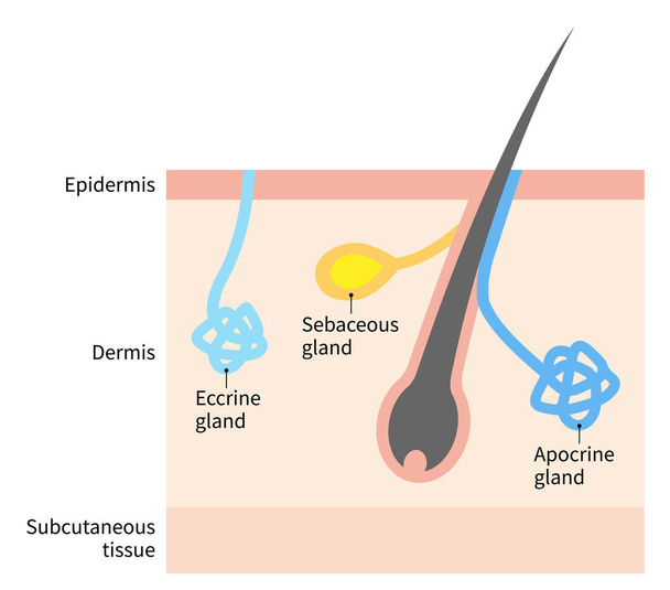 汗腺と皮脂腺の図です医療や医療の使用のための人間の皮膚層のイラスト - ベクター画像
