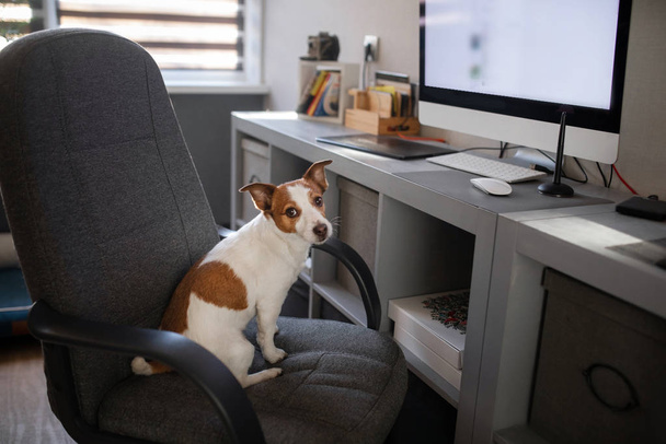 dog is sitting at a computer chair. Pet at the office. Jack Russell Terrier at the desk - 写真・画像