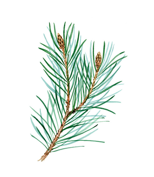 Watercolor green pine branches isolated on white background. Realistic botanical illustration. Christmas design element for celebration of New Year, greeting cards, banners, invitations, calendars. - Photo, Image