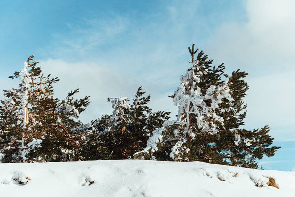 Χιονισμένα πεύκα στο βουνό με γαλάζιο ουρανό την ανατολή - Φωτογραφία, εικόνα