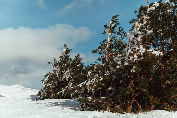 Sněhem pokryté borovice na hoře s modrou oblohou při východu slunce - Fotografie, Obrázek