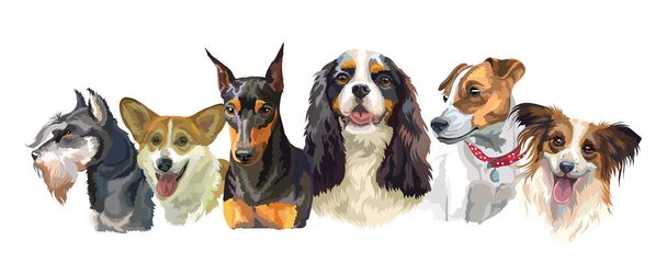 Small dog breeds - Vector, Image
