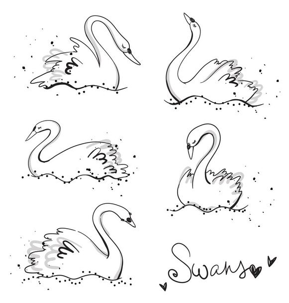Conjunto de cisnes desenhados à mão, arte de linha, ilustração vetorial
 - Vetor, Imagem