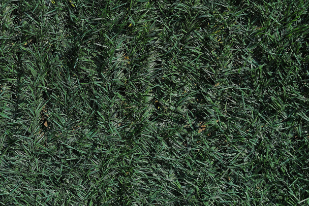 Textura de hierba artificial
 - Foto, imagen