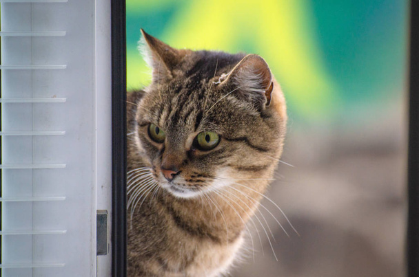 portret kota oglądania - Zdjęcie, obraz