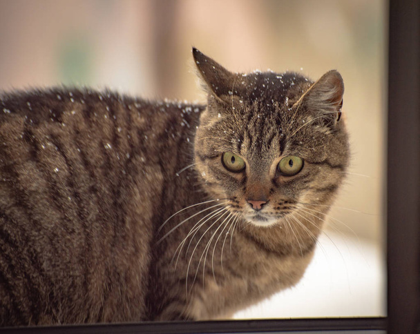 izlerken bir kedi portresi - Fotoğraf, Görsel
